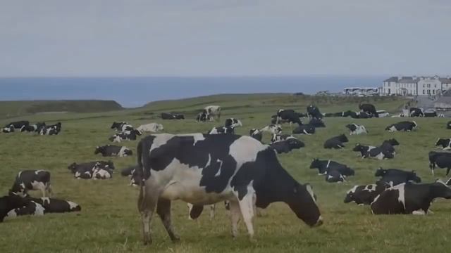 КАК РАЗНЫЕ животные ВИДЯТ МИР смотреть онлайн