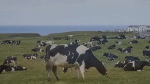 КАК РАЗНЫЕ животные ВИДЯТ МИР