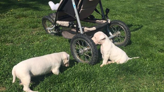 Dogo Argentino female litter for sale Euro Puppy смотреть онлайн