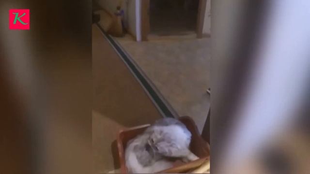 Как реагируют коты если лоток помыть хлоркой)) смотреть онлайн