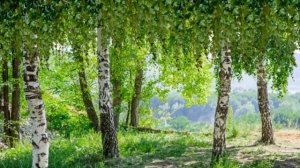 Береза – описание и характеристика. Береза - символ земли российской.