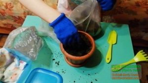 как посадить мандариновое дерево