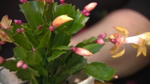 «Рождественник» или «Декабрист»