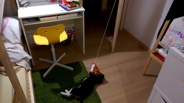 бигль играет с игрушкой
