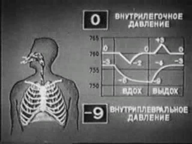 Физиология. Внешнее дыхание