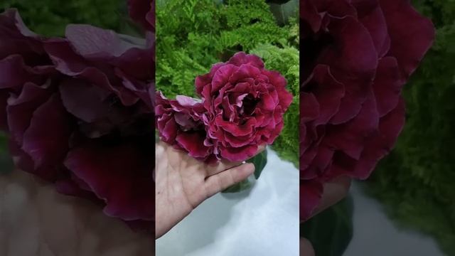 В самой красоте расцвела моя глоксиния"Бархатная роза" смотреть онлайн