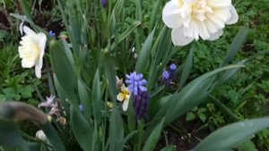 Нарцисс Айс Кинг (Narcissus Ice King)  5.05.2020