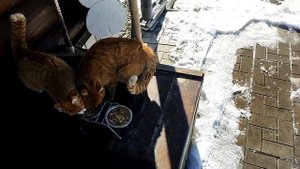 Деревенские коты сборник опубликованного часть 2  наконец-то ВЕСНА!!!