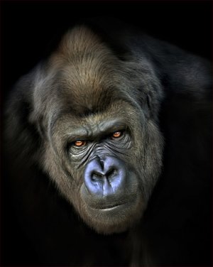 Маленькая птичка Атмосферный ужасник. Авторская работа Рыбкина Л..mp4