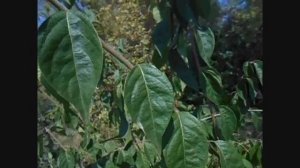 ягоды жимолости маака