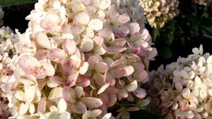 Hydrangea paniculata Living Raspberry Pink