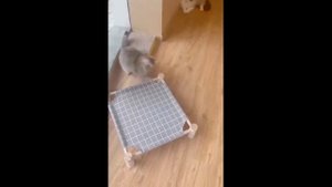 Игрушка для кошек, интерактивный мяч со звуком птички и кошачий мятой, имитация звуков животных