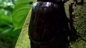 Удивительные насекомые (Жук геркулес)