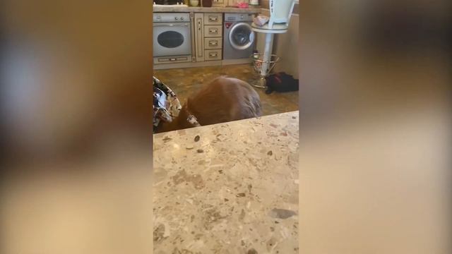 Собака держит пост смотреть онлайн