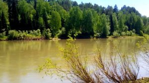 река Лебедь неподалёку от села Турочак в Горном Алтае (2021)