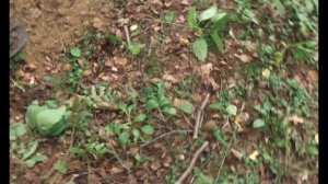 Тест металлодетекторов! Simplex_Plus, Garrett ACE 250, Bounty Hunter Lone Star Pro. Что выбрать?