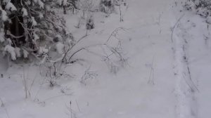 Охота на куницу капканами. Сезон 22-23г. Первый на Мотособаке на путик.