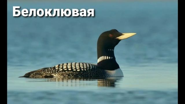 Птица гагара ( разновидности ) ? смотреть онлайн