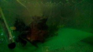 Нерест золотые рыбки