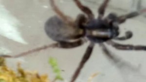 содержание паука волка