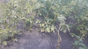 ЗАБОЛЕВАНИЯ картофеля. Что делать и Как спасти урожай?