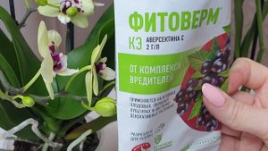 Новые орхидеи мультифлора Орхидея дома важный уход