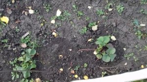 Клубника _ Чамора Туруси _ .