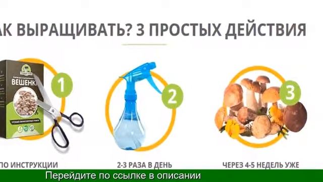 Выращивание Грибов Вешенок В Мешках