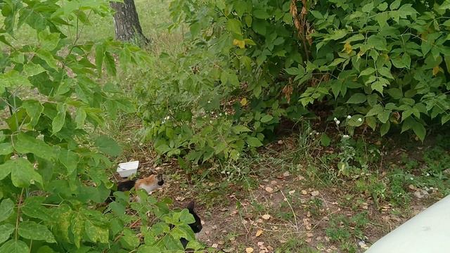 БЕЗДОМНЫХ КОТЯТ ДАВИТ МАШИНАМИ