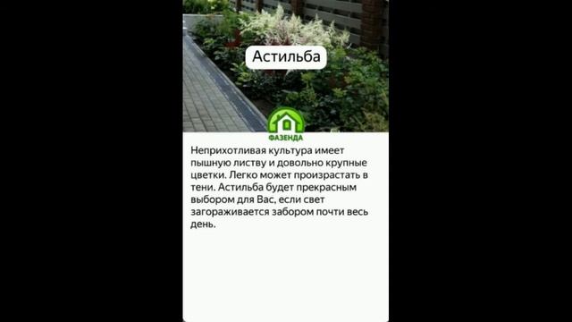 5 лучших многолетних цветов для посадки у забора смотреть онлайн