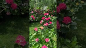 Крупнолистные гортензии.Мой сад гортензий.