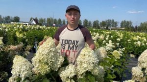 Гортензия метельчатая Фантом Hydrangea paniculata Phantom