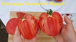 10. ОБЗОР ТОМАТОВ В РАЗРЕЗЕ И ДЕГУСТАЦИЯ. Август. Сезон 2023 год.