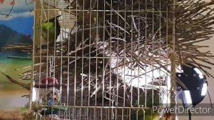 УФ лампа для птиц Arcadia Birds Lamp Compact и светильник Arcadia Compact Lighting \UV lamp for bir