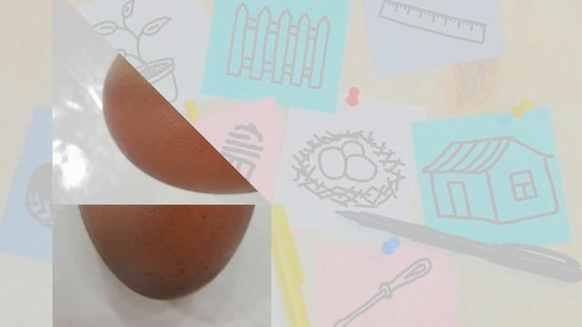 Двухцветные куриные яйца. Действительно ли куры несут яйца со скорлупой такой расцветки?