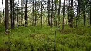 Кедровая шишка ранняя.