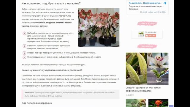 Горшок для гиппеаструма: в какой контейнер нужно сажать цветок, как правильно подобрать емкость? смотреть онлайн