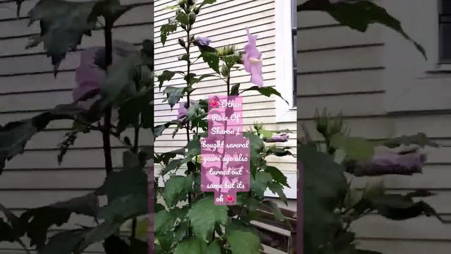 Other Rose Of Sharon I Bought Several Years & Was In Full Shade Before Also Turned Same But OK 😊