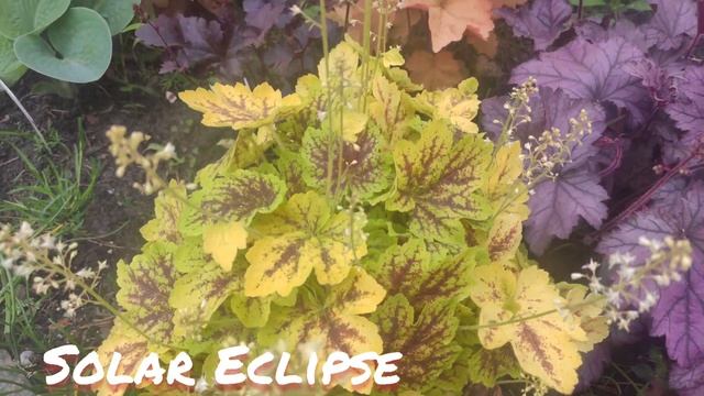 Гейхерелла Solar Eclipse смотреть онлайн