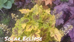 Гейхерелла Solar Eclipse
