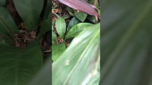 Birds Nest Anthurium - Anthurium hookeri Glenwood Durban