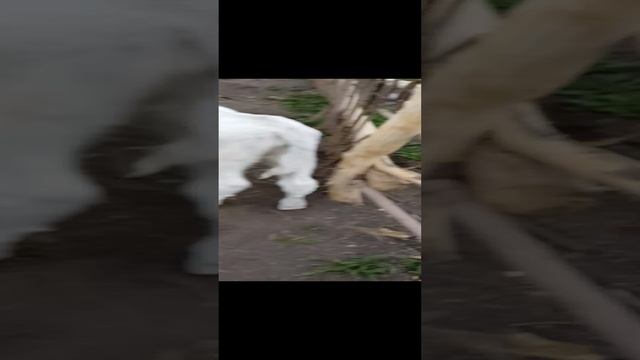Тёлочка ляля ?