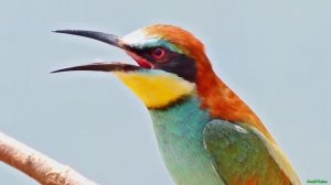 Золотистая щурка (пчелоедка)