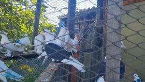 Голуби Омской области