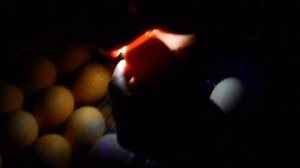 Проверяем оплод  у  индюшиного  яйца.