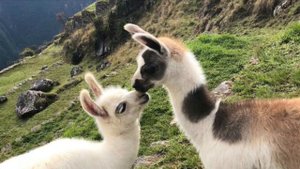 Звук ламы # llama sound