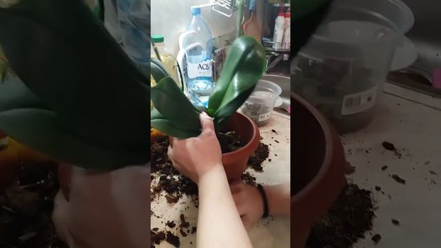 ПЕРЕСАДКА орхидеи фаленопсис ! смотреть онлайн