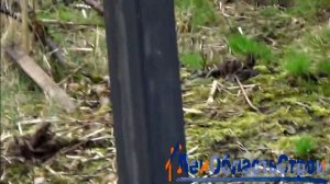 Забор из профлиста на сваях