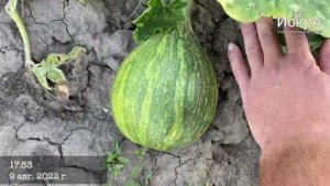 Тыква Витаминная   HD 720p