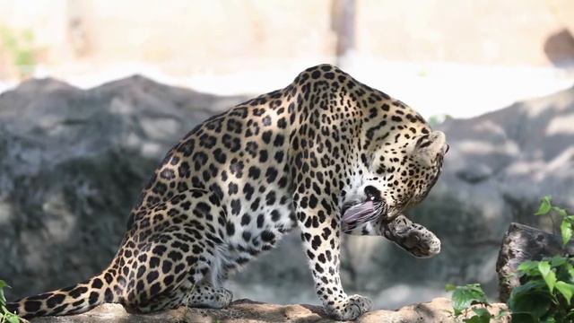 Big Cats for Kids - Tiger, Lion, Jaguar, Leopard, Cheetah, Serval and More|Learn Big Cats in Englis